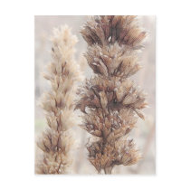 Seed Head - Agastache Postcards