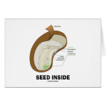 Seed Inside (Dicotyledon Bean Seed Anatomy) cards