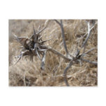 Seed Pod I postcards