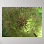 Seed Pod Large Posters & Prints
