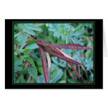 Seed Pods Card