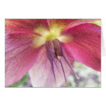 Seed Pods Developing on Hellebore Flower cards