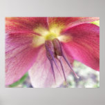 Seed Pods Developing on Hellebore Flower posters