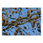 Seed Pods - London Plane Tree cards