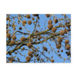 Seed Pods - London Plane Tree postcards