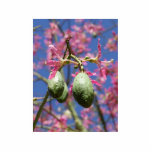 Seed Pods photo sculptures