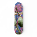 Seed Pods skateboards