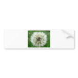 Seeding Dandelion bumper stickers
