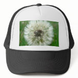 Seeding Dandelion hats