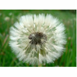 Seeding Dandelion photo sculptures