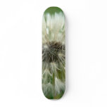 Seeding Dandelion skateboards