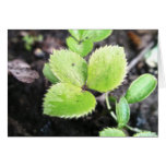 Seedling - Hellebore cards