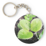 Seedling - Hellebore keychains