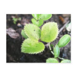 Seedling - Hellebore postcards