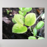 Seedling - Hellebore posters