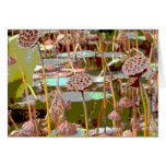 seedpods cards