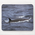 Sei whale mousepads