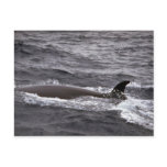 Sei whale postcards