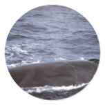 Sei whale round stickers