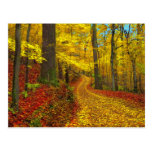 Seldom used road , postcard