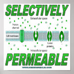 Selectively Permeable