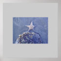 Semi Immersed Starfish posters