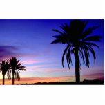 Semi-tropical landscape, Arizona, U.S.A. Cut Out