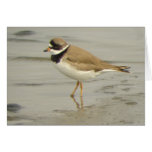 Semipalmated Plover Card