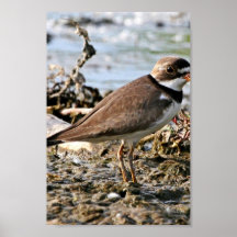 Semipalmated Plover Poster
