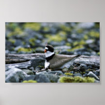 Semipalmated plover poster