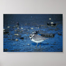 Semipalmated Plover Posters