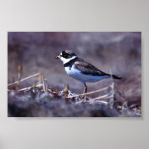 Semipalmated Plover Posters