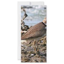 Semipalmated Plover Rack Card Template
