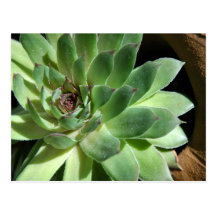 Sempervivum Postcard