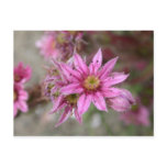 Sempervivum tectorum postcards