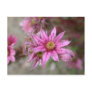 Sempervivum tectorum postcards