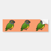 Senegal Parrot Bumper Sticker