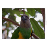 Senegal Parrot