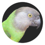 SENEGAL PARROT HEAD stickers