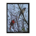 Sentinels Blue Jay and Cardinal by Lee Hiller Post Cards