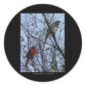 Sentinels Blue Jay and Cardinal by Lee Hiller stickers