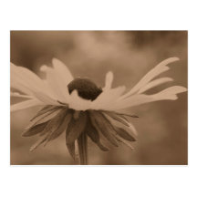Sepia Black Eyed Susan Flower Photo Postcard