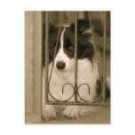 sepia border collie postcard