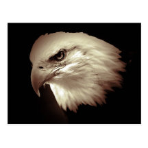 Sepia Colour Bald Eagle Post Card