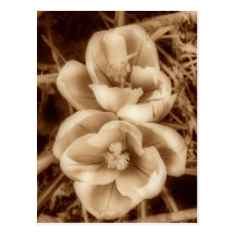 Sepia crocuses post cards