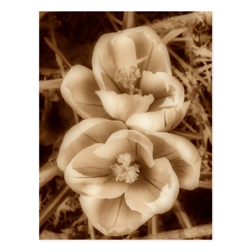 Sepia crocuses post cards