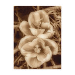 Sepia crocuses postcards
