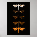 Sepia dragons posters