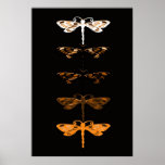 Sepia dragons posters