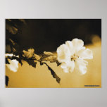 Sepia Flower posters